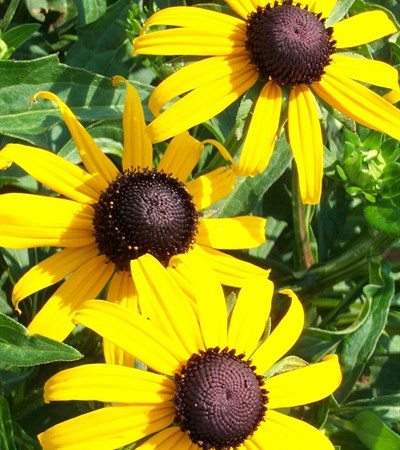 Black-Eyed Susan Goldsturm